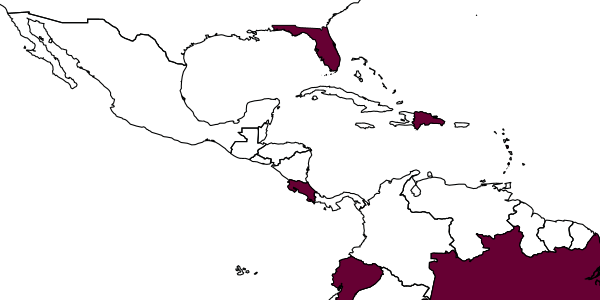map of Dissomphalus krombeini     Azevedo, 1999